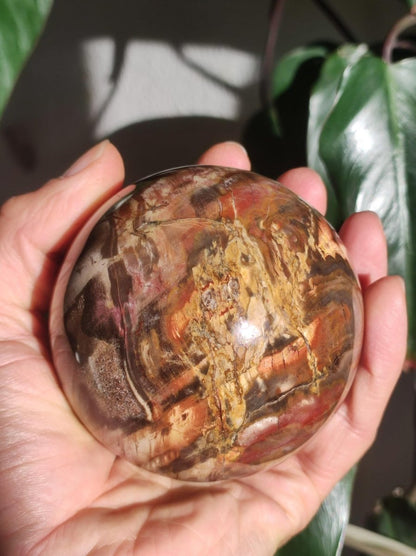 Versteinertes Holz - XXL Edelstein Kugel Natur Heilstein Deko Sphere Sammler Wohn Natur Qualität Selten Rarität Geschenk Mann Frau Er Sie - Art of Nature Berlin