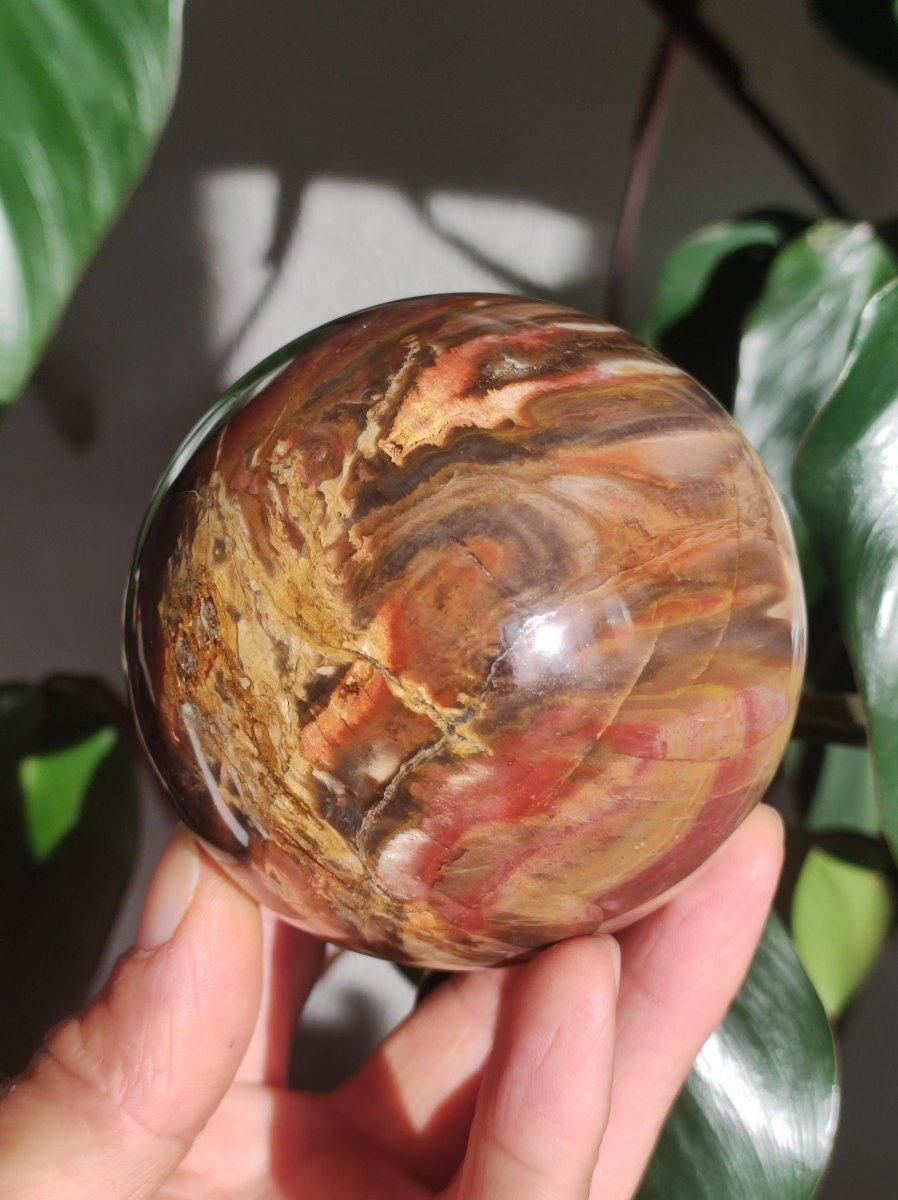 Versteinertes Holz - XXL Edelstein Kugel Natur Heilstein Deko Sphere Sammler Wohn Natur Qualität Selten Rarität Geschenk Mann Frau Er Sie - Art of Nature Berlin