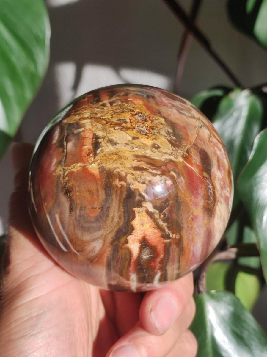 Versteinertes Holz - XXL Edelstein Kugel Natur Heilstein Deko Sphere Sammler Wohn Natur Qualität Selten Rarität Geschenk Mann Frau Er Sie - Art of Nature Berlin