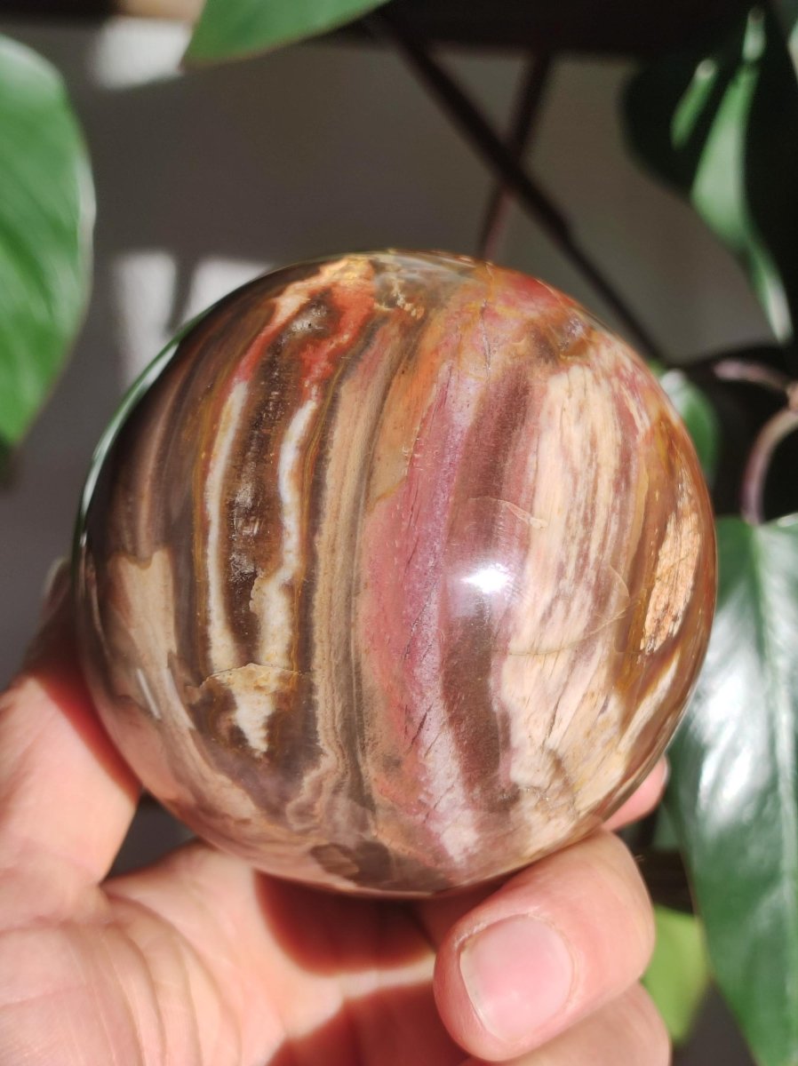 Versteinertes Holz - XXL Edelstein Kugel Natur Heilstein Deko Sphere Sammler Wohn Natur Qualität Selten Rarität Geschenk Mann Frau Er Sie - Art of Nature Berlin