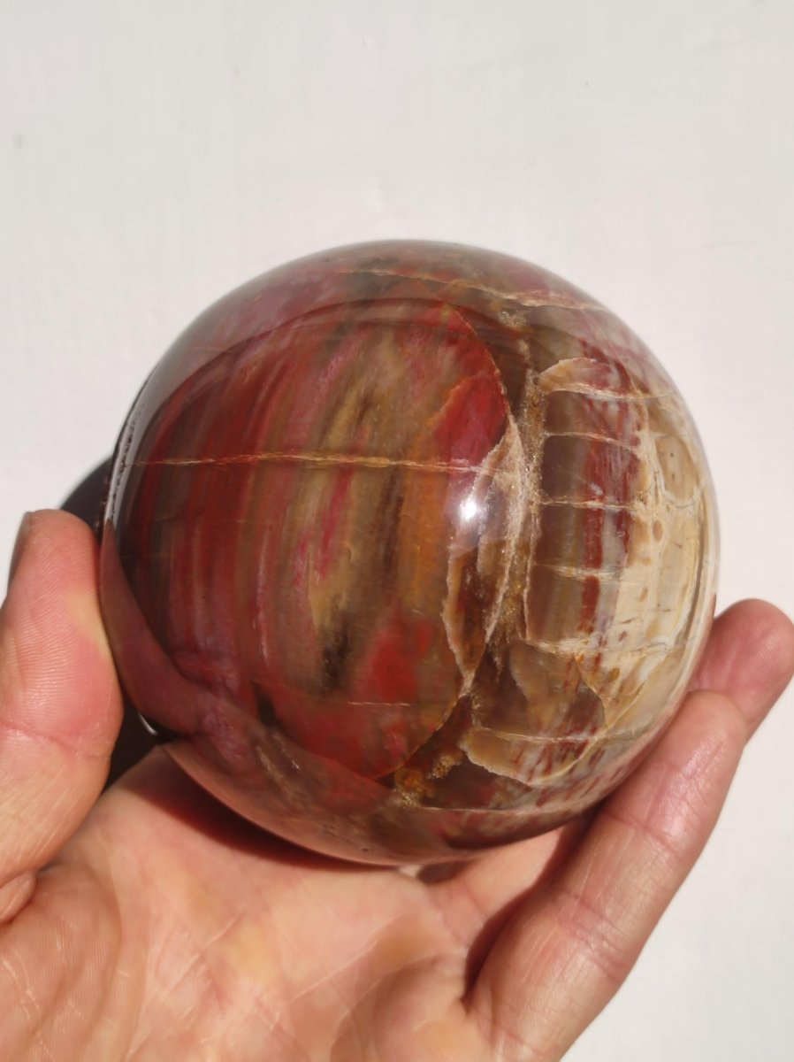 Versteinertes Holz - XXL Edelstein Kugel Natur Heilstein Deko Sphere Sammler Wohn Natur Qualität Selten Rarität Geschenk Mann Frau Er Sie - Art of Nature Berlin