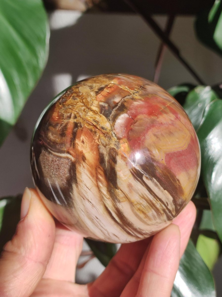 Versteinertes Holz - XXL Edelstein Kugel Natur Heilstein Deko Sphere Sammler Wohn Natur Qualität Selten Rarität Geschenk Mann Frau Er Sie - Art of Nature Berlin