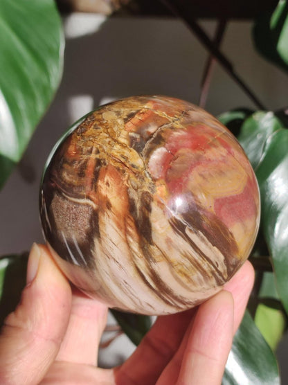 Versteinertes Holz - XXL Edelstein Kugel Natur Heilstein Deko Sphere Sammler Wohn Natur Qualität Selten Rarität Geschenk Mann Frau Er Sie - Art of Nature Berlin