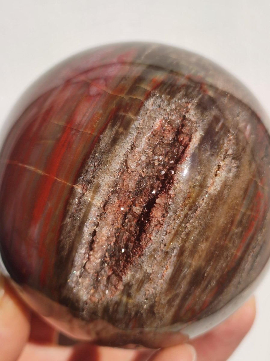 Versteinertes Holz - XXL Edelstein Kugel Natur Heilstein Deko Sphere Sammler Wohn Natur Qualität Selten Rarität Geschenk Mann Frau Er Sie - Art of Nature Berlin