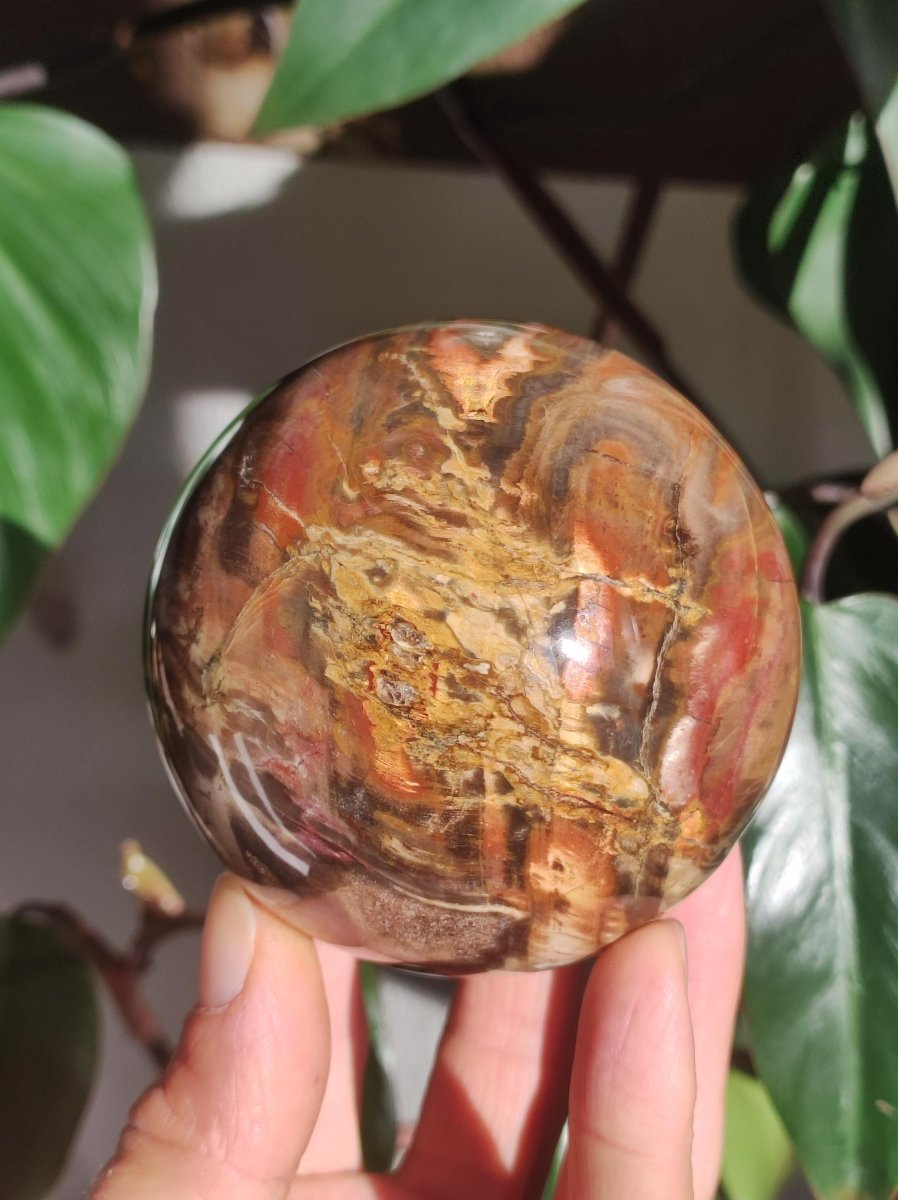 Versteinertes Holz - XXL Edelstein Kugel Natur Heilstein Deko Sphere Sammler Wohn Natur Qualität Selten Rarität Geschenk Mann Frau Er Sie - Art of Nature Berlin