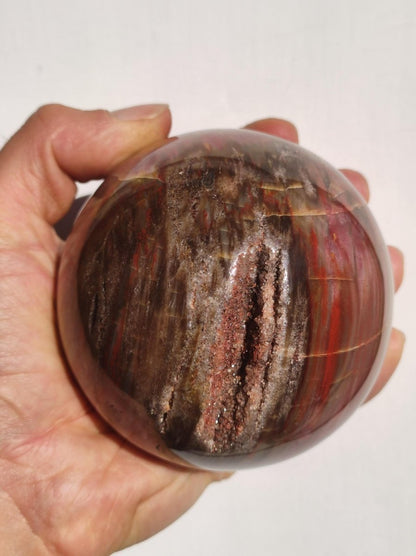 Versteinertes Holz - XXL Edelstein Kugel Natur Heilstein Deko Sphere Sammler Wohn Natur Qualität Selten Rarität Geschenk Mann Frau Er Sie - Art of Nature Berlin