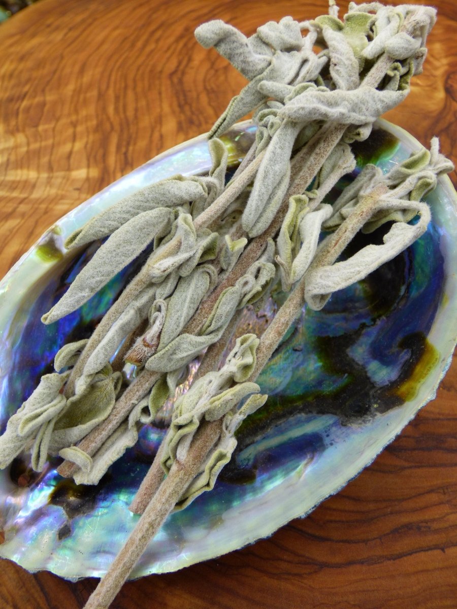 White Sage (Salbei) ~ Tee / Räuchern Smudge Holz Harze Schamanen Indianer Hexe Geschenk Weihrauch Esoterik Salbei weiß Ruhe Schutz Spirit - Art of Nature Berlin