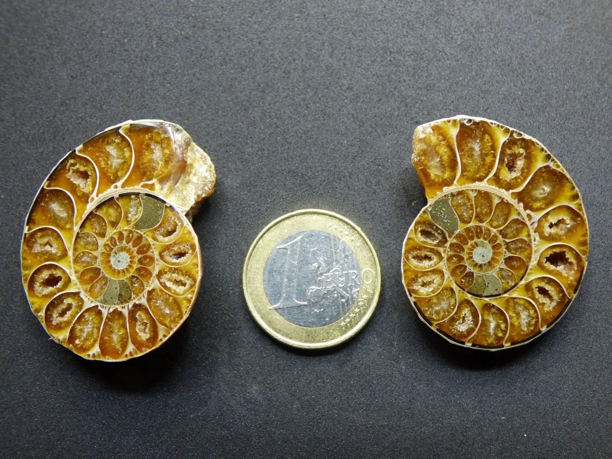 Ammonit Paar Fossil Schnecke Dekostücke Mediation Bastel Makramee HIPPIE GOA Boho Ethno Nature Heilstein - Art of Nature Berlin